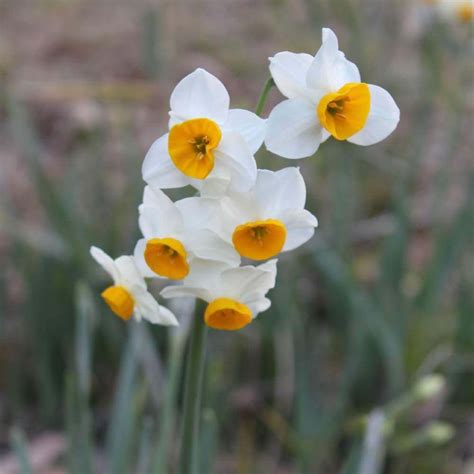 水仙 花|水仙(スイセン)とは？花の特徴・花言葉・育て方を紹。